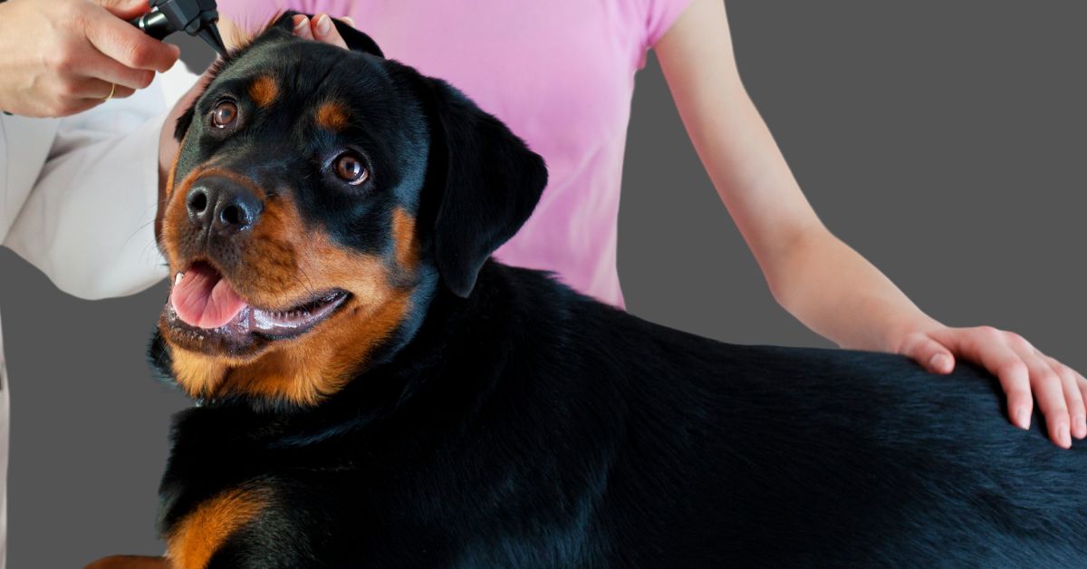 Male vs Female Rottweilers