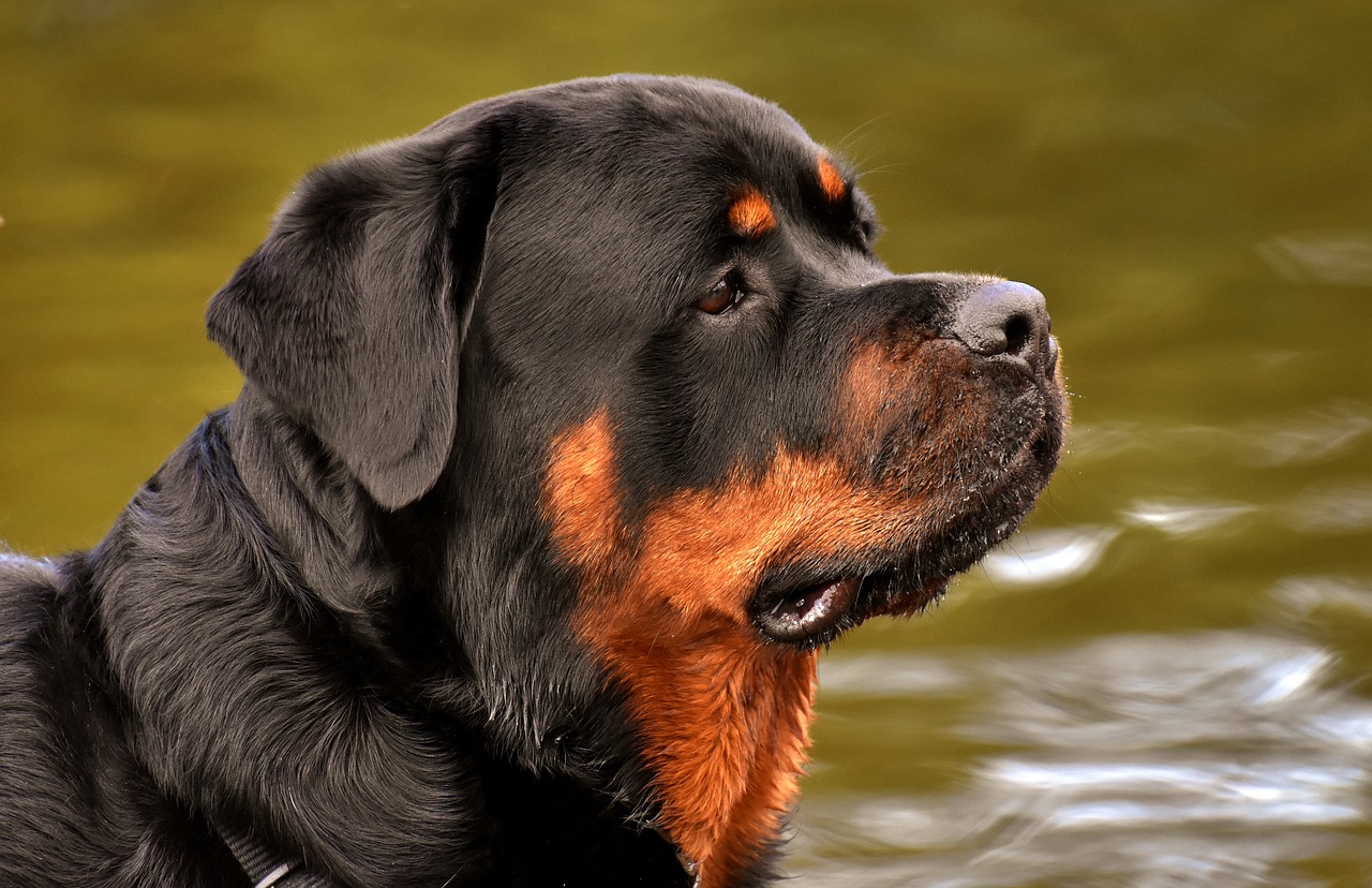 History of Rottweiler Dogs