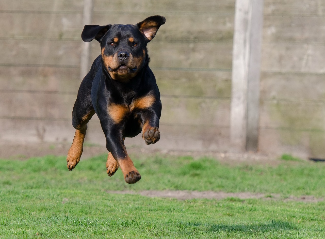 History of Rottweiler Dogs