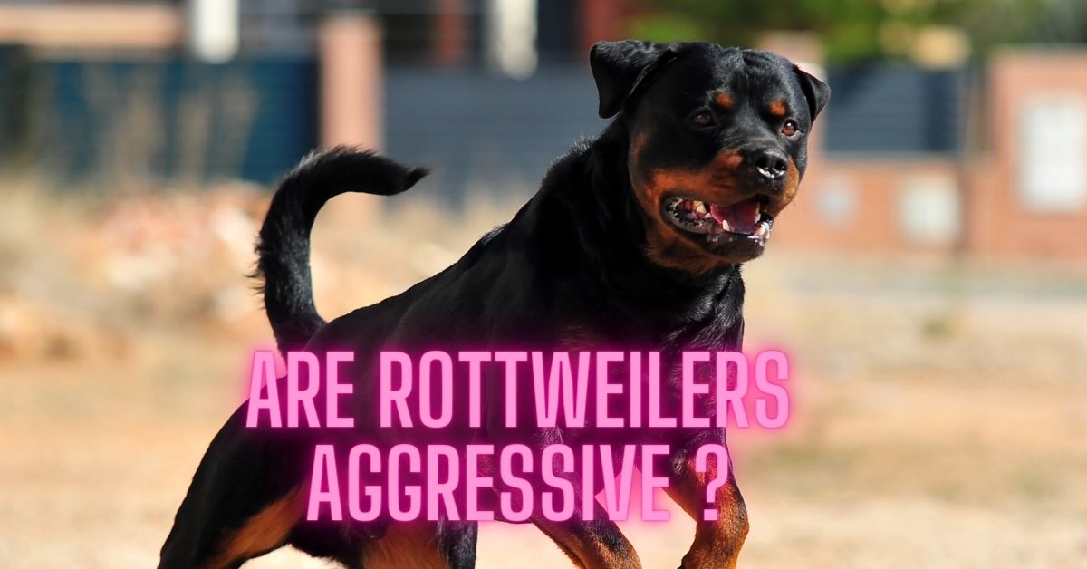 Are Rottweilers aggressive