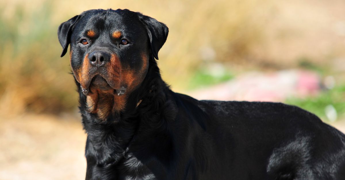 Are Rottweilers aggressive