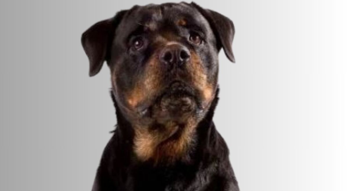 Different Breeds Of Rottweilers