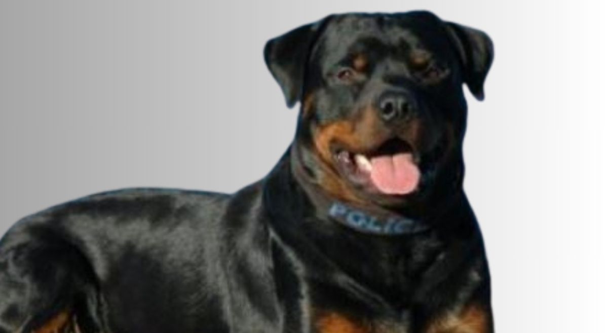 Different Breeds Of Rottweilers

