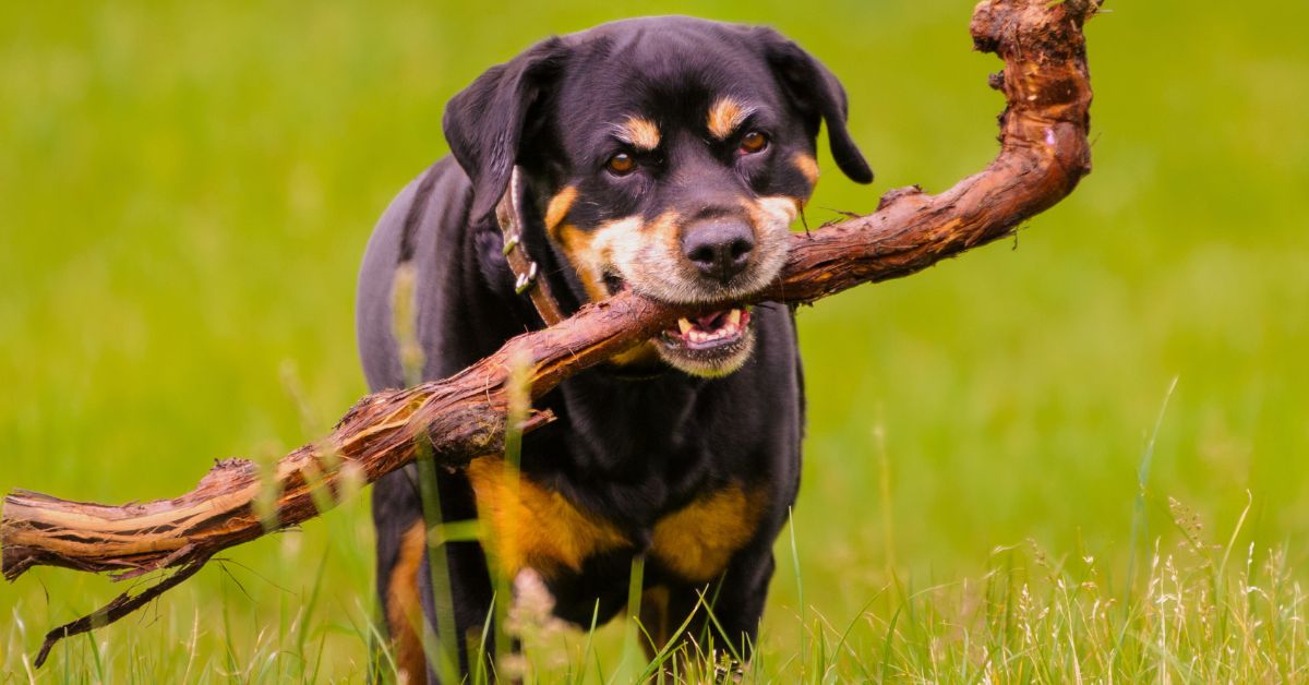 How much weight can a Rottweiler pull?