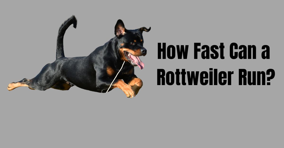 How Fast Can a Rottweiler Run?