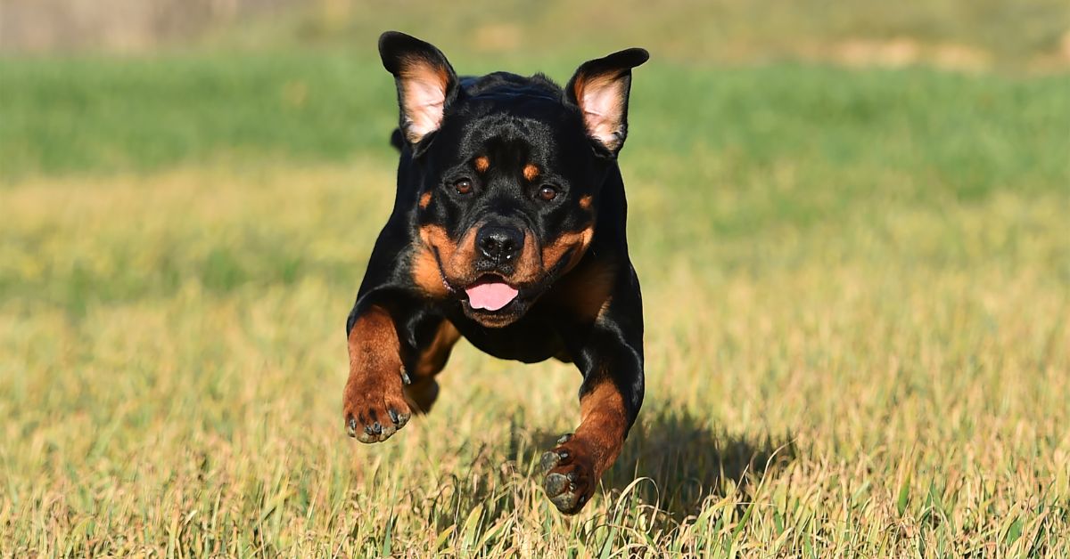 How Fast Can a Rottweiler Run?  