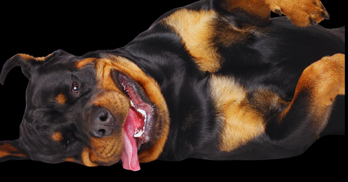 What Colors Are Rottweilers: Understanding the Different Coat Variations

