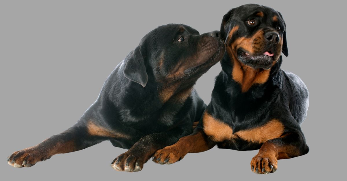 Male vs Female Rottweilers