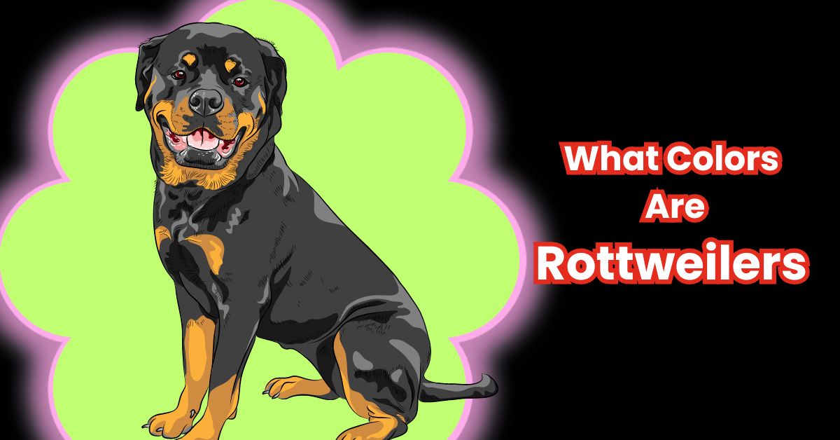 What Colors Are Rottweilers