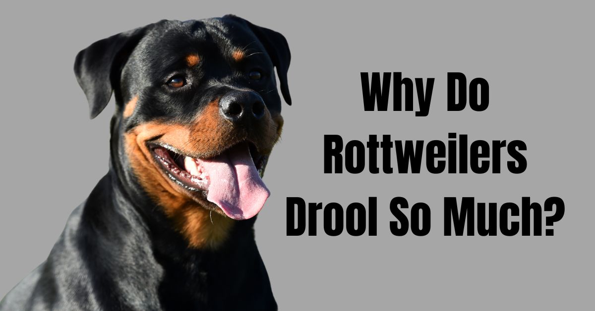 Why Do Rottweilers Drool So Much?
