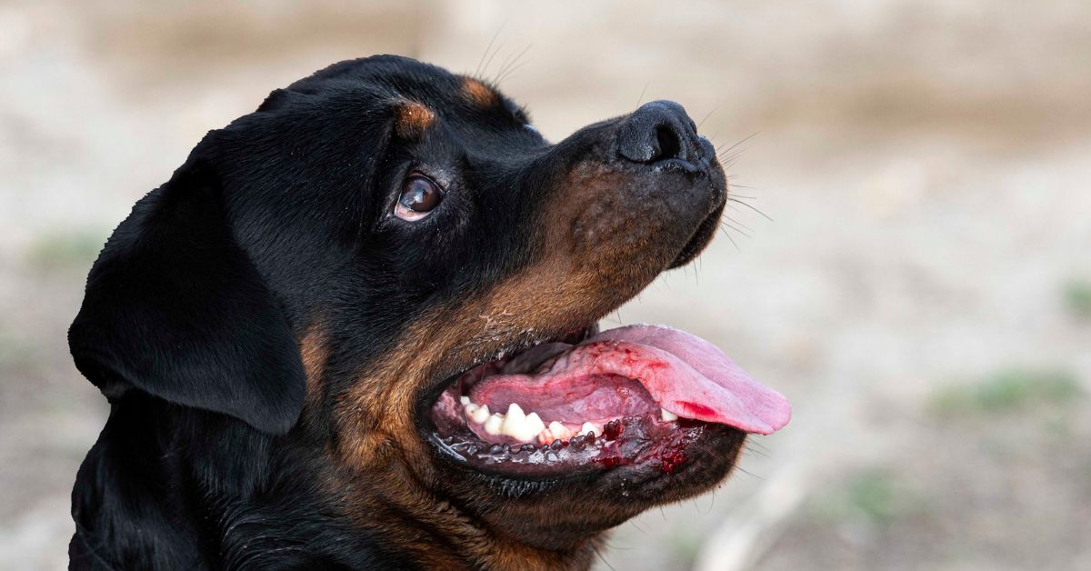 Do Rottweilers Drool 