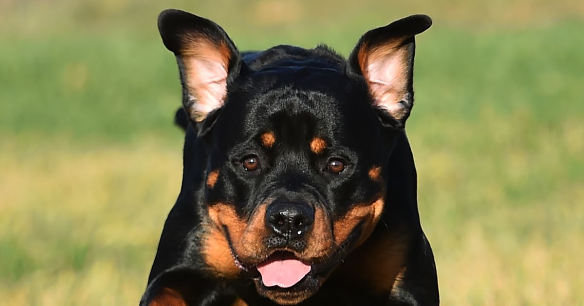Rottweiler Ears Cropped