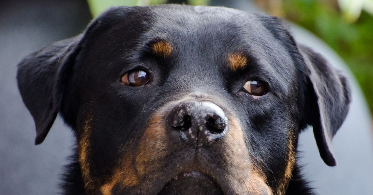 Rottweiler Ears Cropped