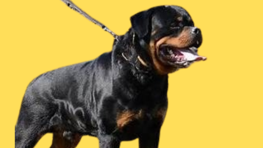 Roman Rottweiler