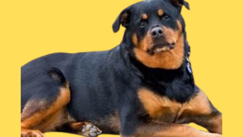 Roman Rottweiler