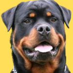 Roman Rottweiler