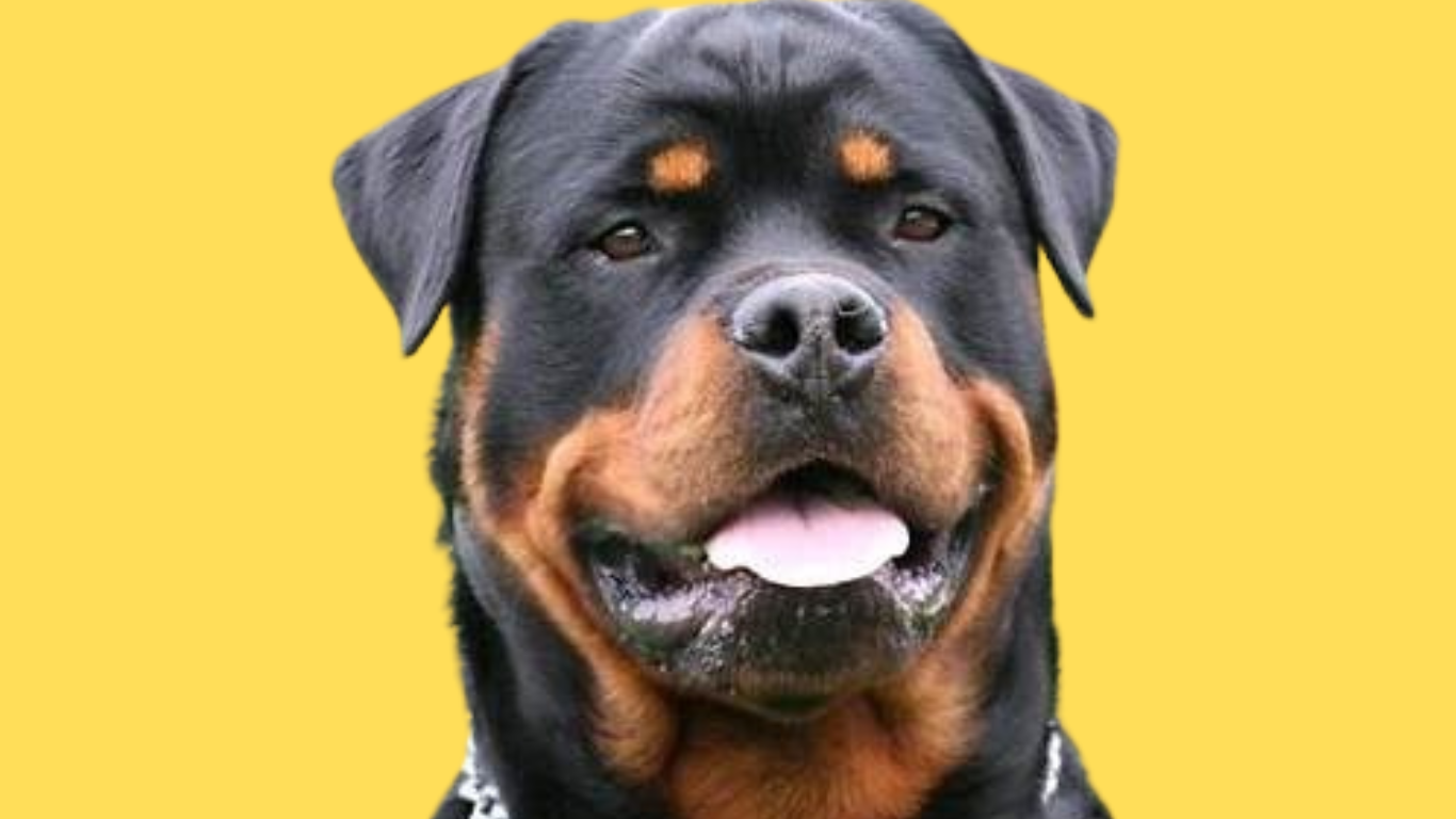 Roman Rottweiler