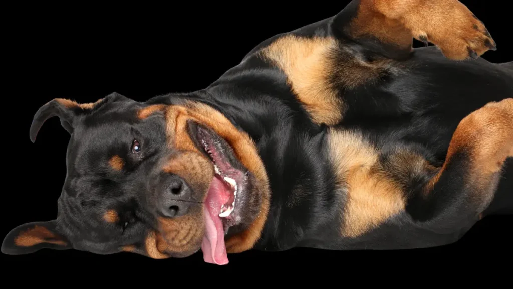 Common Rottweiler Health Issues