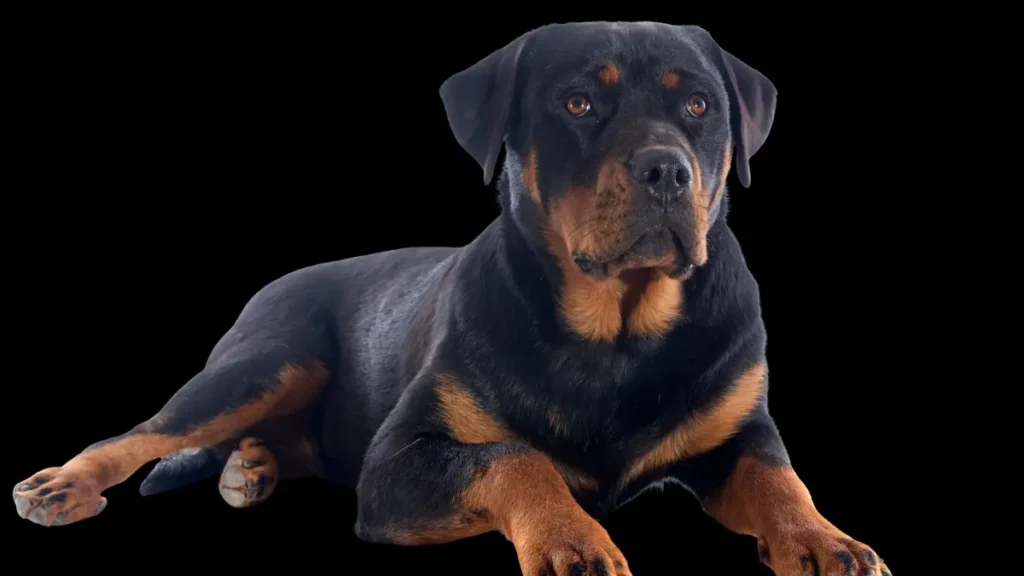 Common Rottweiler Health Issues